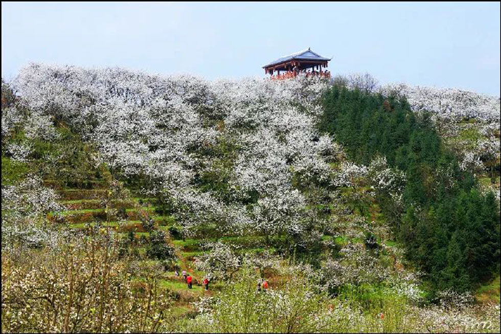 【春天,广西桂林灌阳县向您发出邀请!】我们在灌阳看梨花 - 游山玩水 - 曲靖生活社区 - 曲靖28生活网 qj.28life.com