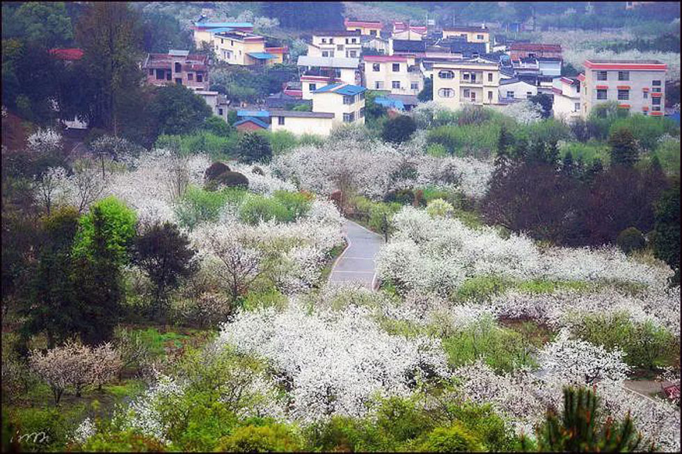 【春天,广西桂林灌阳县向您发出邀请!】我们在灌阳看梨花 - 游山玩水 - 曲靖生活社区 - 曲靖28生活网 qj.28life.com