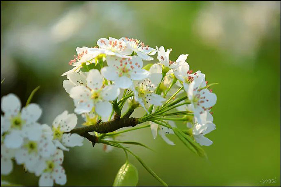 【春天,广西桂林灌阳县向您发出邀请!】我们在灌阳看梨花 - 游山玩水 - 曲靖生活社区 - 曲靖28生活网 qj.28life.com