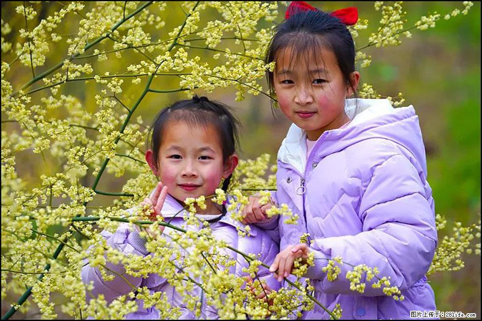 【春天,广西桂林灌阳县向您发出邀请!】米珠山前有片山苍子花在飘香 - 游山玩水 - 曲靖生活社区 - 曲靖28生活网 qj.28life.com