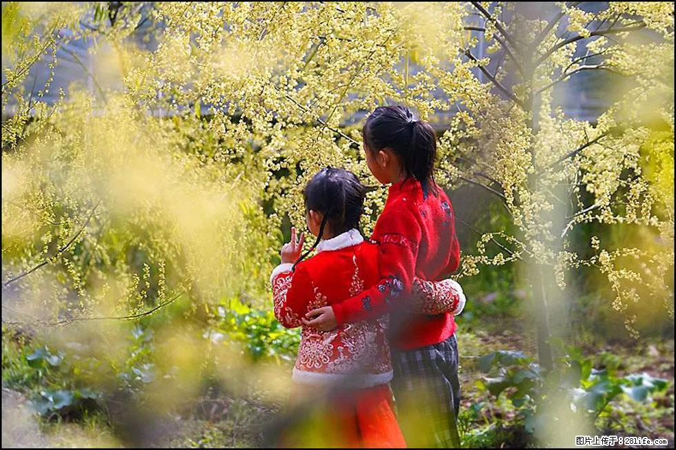 【春天,广西桂林灌阳县向您发出邀请!】米珠山前有片山苍子花在飘香 - 游山玩水 - 曲靖生活社区 - 曲靖28生活网 qj.28life.com