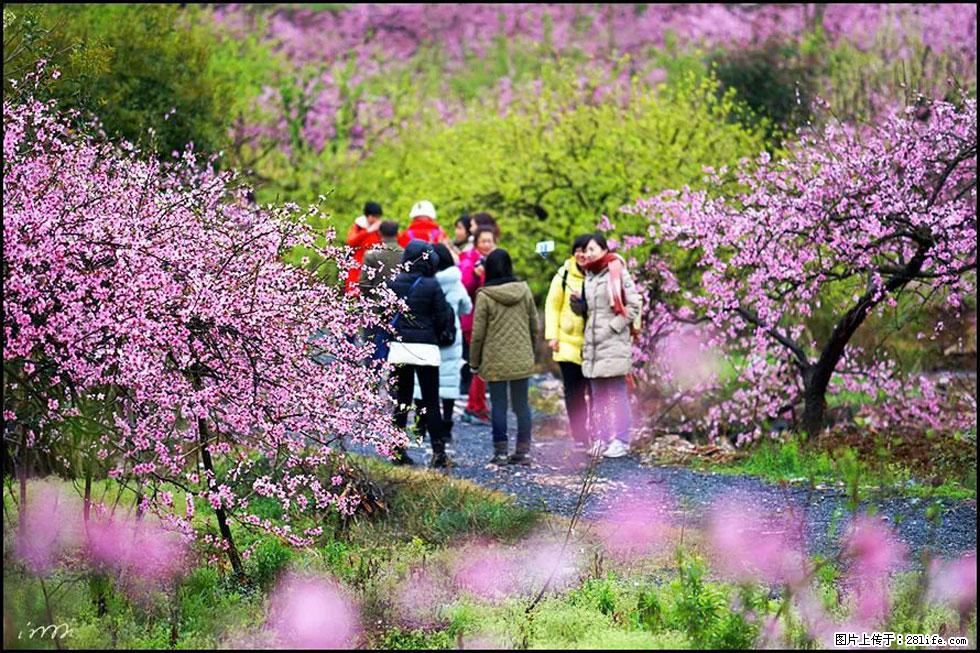 【春天,广西桂林灌阳县向您发出邀请!】官庄村有个醉美的桃花园 - 游山玩水 - 曲靖生活社区 - 曲靖28生活网 qj.28life.com