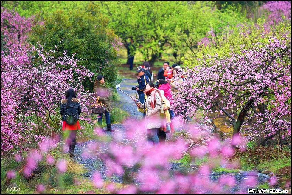 【春天,广西桂林灌阳县向您发出邀请!】官庄村有个醉美的桃花园 - 游山玩水 - 曲靖生活社区 - 曲靖28生活网 qj.28life.com