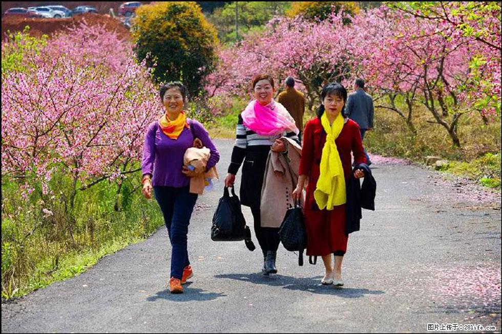 【春天,广西桂林灌阳县向您发出邀请!】官庄村有个醉美的桃花园 - 游山玩水 - 曲靖生活社区 - 曲靖28生活网 qj.28life.com
