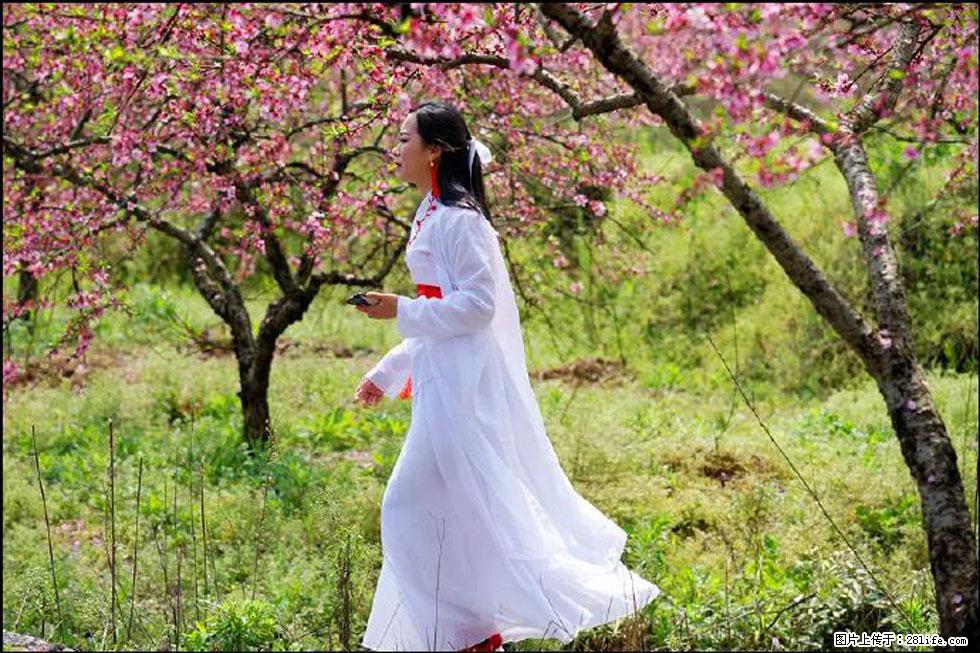 【春天,广西桂林灌阳县向您发出邀请!】官庄村有个醉美的桃花园 - 游山玩水 - 曲靖生活社区 - 曲靖28生活网 qj.28life.com