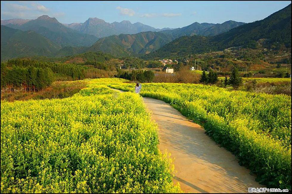 【春天,广西桂林灌阳县向您发出邀请!】长坪村油菜盛情花开 - 游山玩水 - 曲靖生活社区 - 曲靖28生活网 qj.28life.com