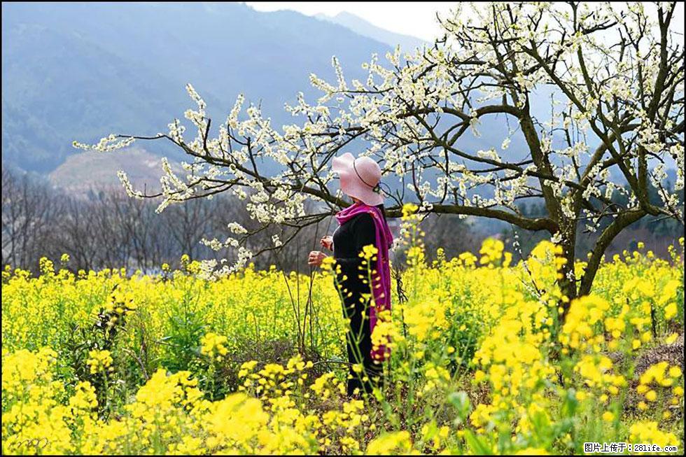 【春天,广西桂林灌阳县向您发出邀请!】长坪村油菜盛情花开 - 游山玩水 - 曲靖生活社区 - 曲靖28生活网 qj.28life.com