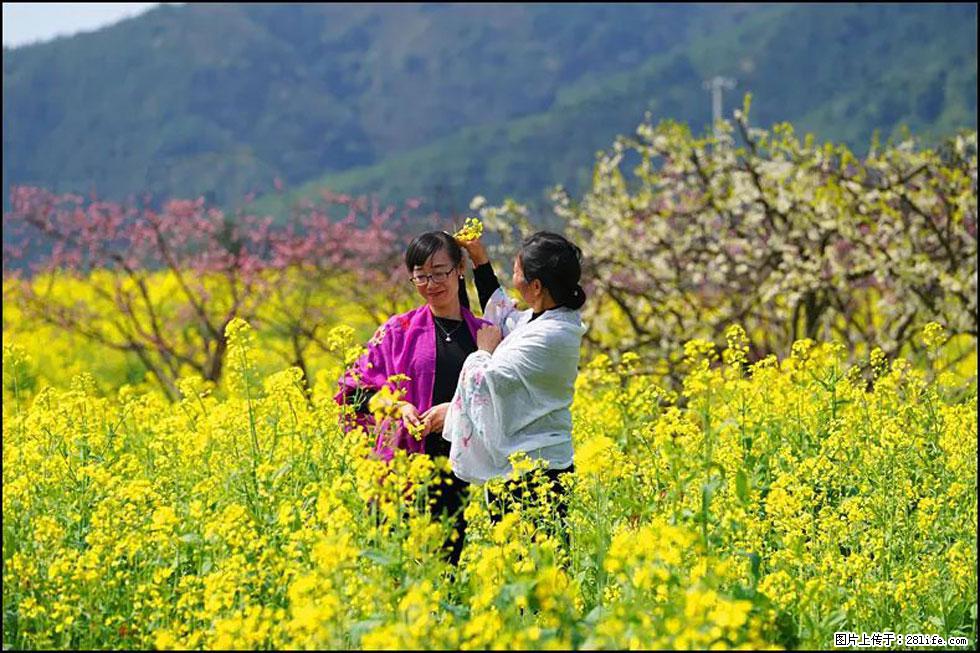 【春天,广西桂林灌阳县向您发出邀请!】长坪村油菜盛情花开 - 游山玩水 - 曲靖生活社区 - 曲靖28生活网 qj.28life.com