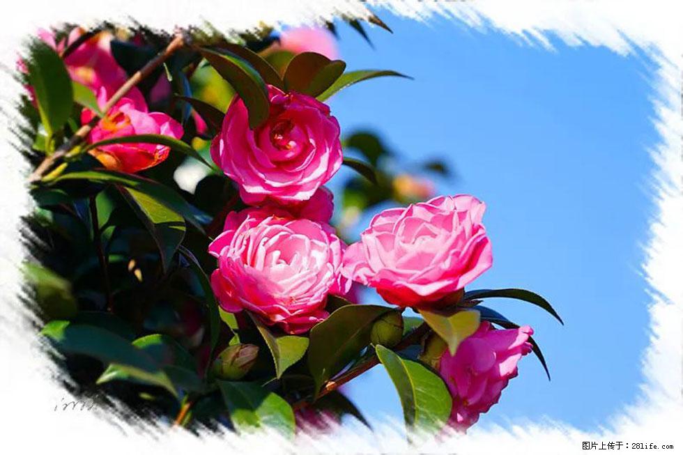 【春天,广西桂林灌阳县向您发出邀请!】杨柳井茶花惹人爱 - 游山玩水 - 曲靖生活社区 - 曲靖28生活网 qj.28life.com