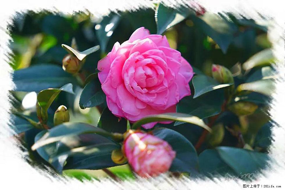 【春天,广西桂林灌阳县向您发出邀请!】杨柳井茶花惹人爱 - 游山玩水 - 曲靖生活社区 - 曲靖28生活网 qj.28life.com