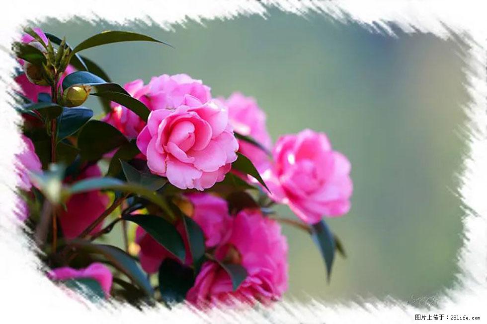 【春天,广西桂林灌阳县向您发出邀请!】杨柳井茶花惹人爱 - 游山玩水 - 曲靖生活社区 - 曲靖28生活网 qj.28life.com