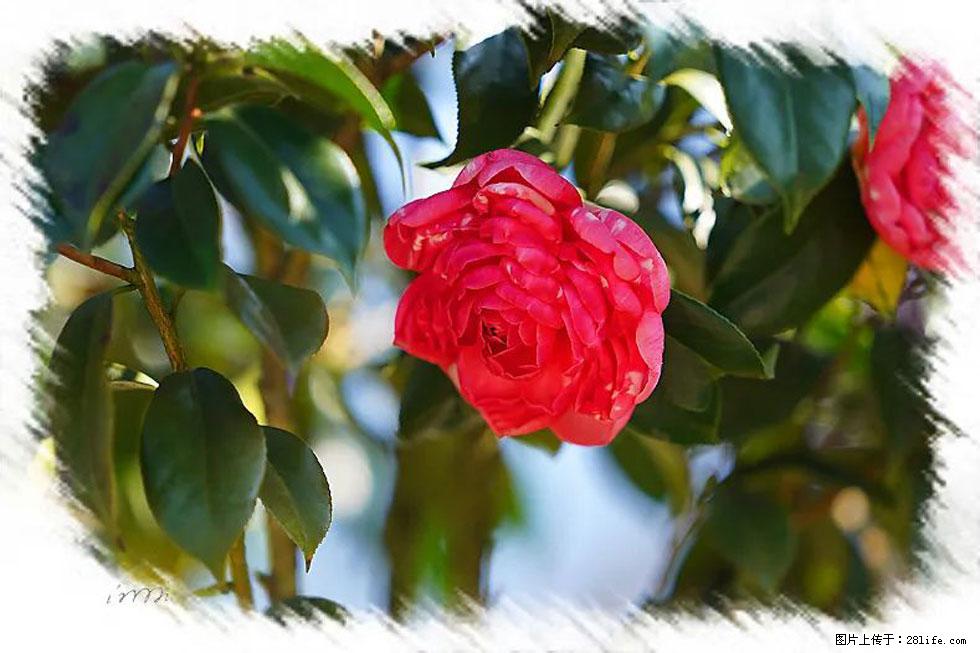 【春天,广西桂林灌阳县向您发出邀请!】杨柳井茶花惹人爱 - 游山玩水 - 曲靖生活社区 - 曲靖28生活网 qj.28life.com