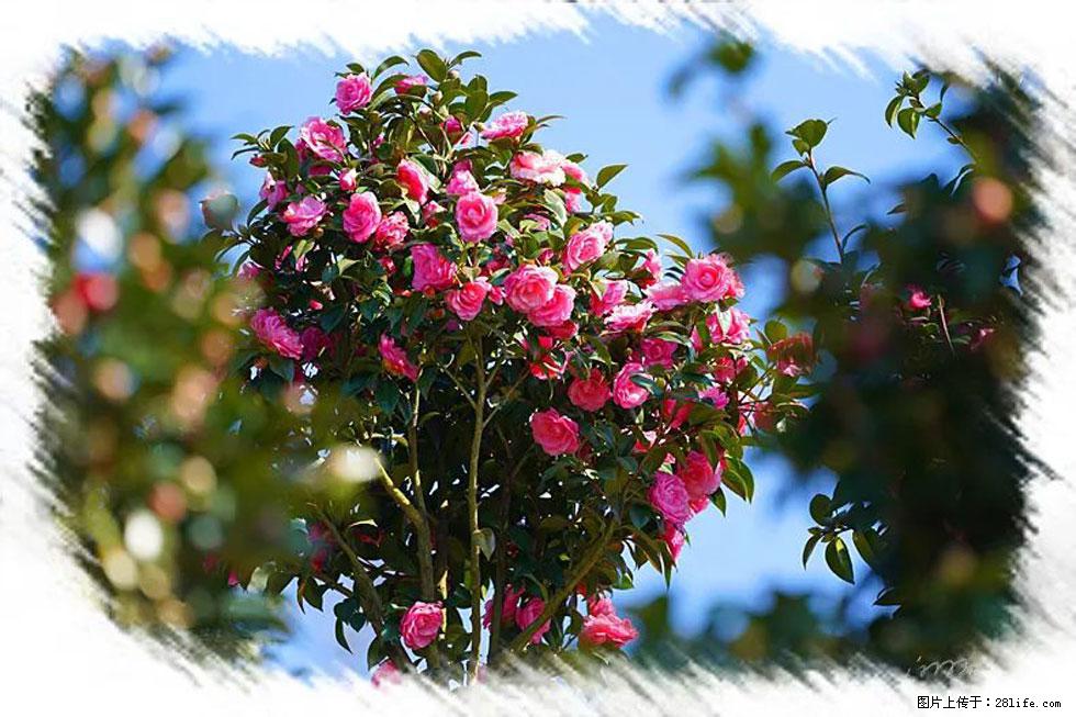 【春天,广西桂林灌阳县向您发出邀请!】杨柳井茶花惹人爱 - 游山玩水 - 曲靖生活社区 - 曲靖28生活网 qj.28life.com
