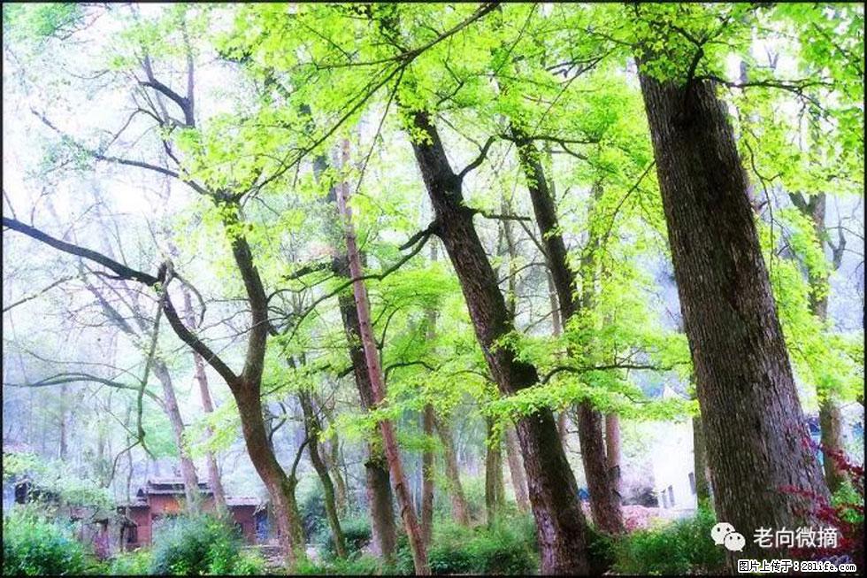 【春天,广西桂林灌阳县向您发出邀请!】在小龙村与春天约会 - 游山玩水 - 曲靖生活社区 - 曲靖28生活网 qj.28life.com