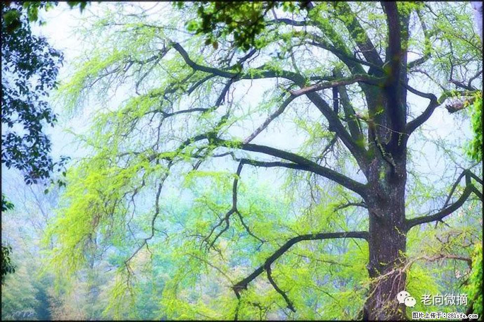 【春天,广西桂林灌阳县向您发出邀请!】在小龙村与春天约会 - 游山玩水 - 曲靖生活社区 - 曲靖28生活网 qj.28life.com