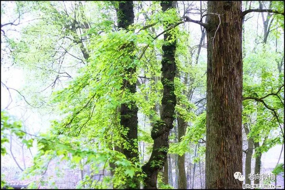 【春天,广西桂林灌阳县向您发出邀请!】在小龙村与春天约会 - 游山玩水 - 曲靖生活社区 - 曲靖28生活网 qj.28life.com