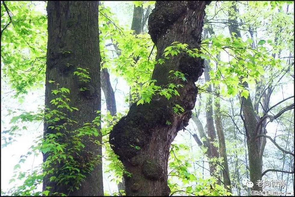 【春天,广西桂林灌阳县向您发出邀请!】在小龙村与春天约会 - 游山玩水 - 曲靖生活社区 - 曲靖28生活网 qj.28life.com