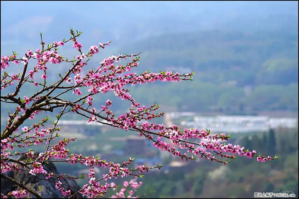 【春天,广西桂林灌阳县向您发出邀请!】望月岭上桃花开 - 游山玩水 - 曲靖生活社区 - 曲靖28生活网 qj.28life.com
