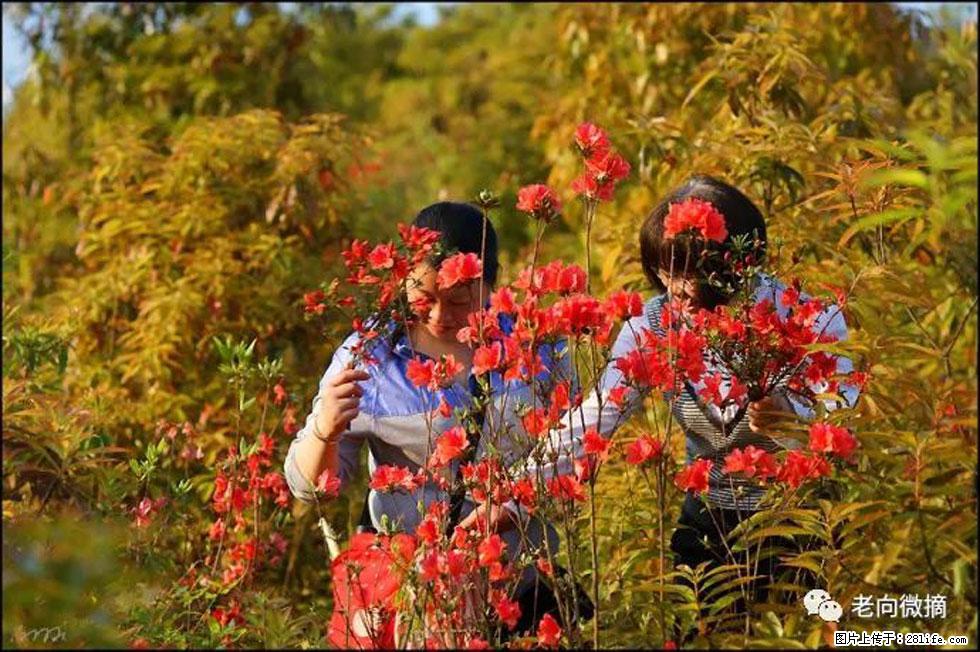 【春天，广西桂林灌阳县向您发出邀请！】登麒麟山，相约映山红 - 游山玩水 - 曲靖生活社区 - 曲靖28生活网 qj.28life.com