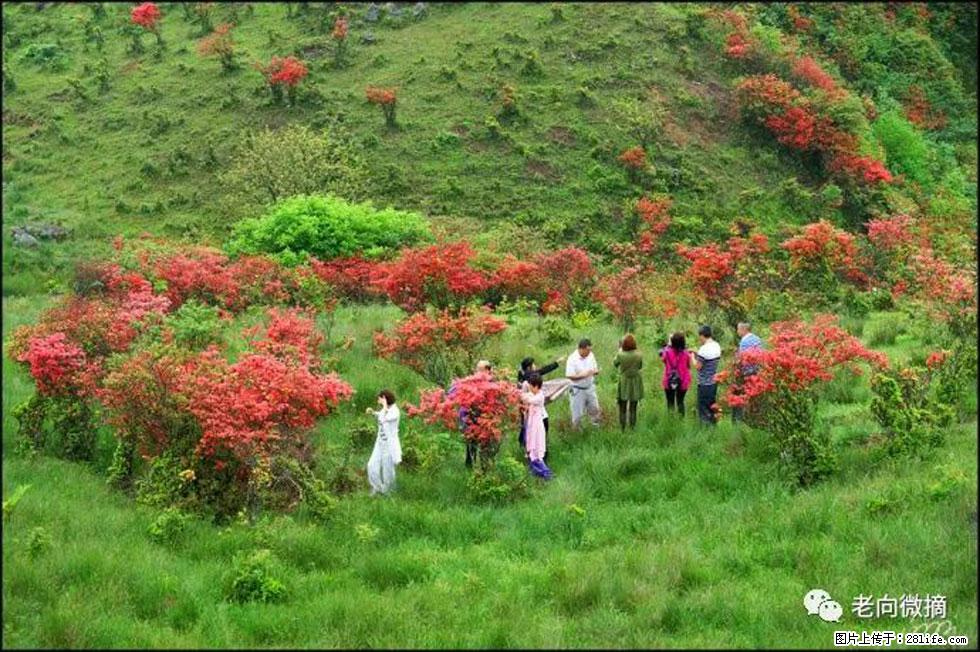 【春天,广西桂林灌阳县向您发出邀请!】宝盖山上映山红 - 游山玩水 - 曲靖生活社区 - 曲靖28生活网 qj.28life.com