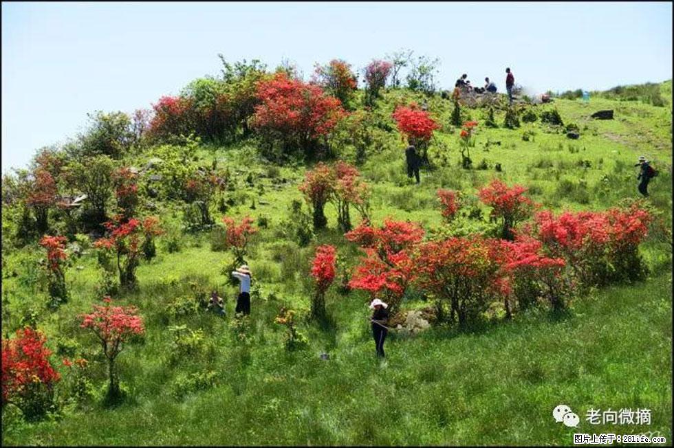 【春天,广西桂林灌阳县向您发出邀请!】宝盖山上映山红 - 游山玩水 - 曲靖生活社区 - 曲靖28生活网 qj.28life.com