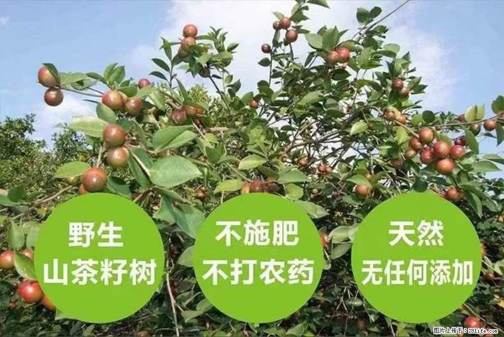 【灌阳县油茶产业示范区】一个有着充实的精神生活的人,对待身外之物自会有一种淡泊的态度 - 土特产 - 饮食特产 - 曲靖分类信息 - 曲靖28生活网 qj.28life.com