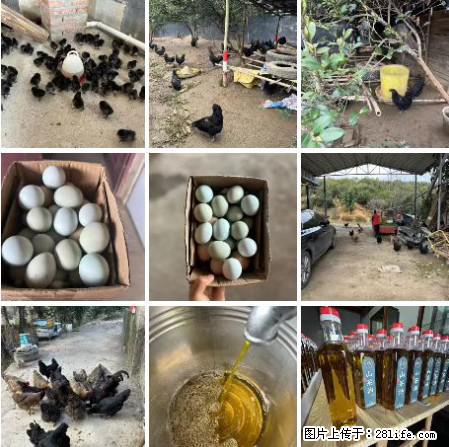 油茶园从小鸡仔开始养起的纯土鸡、土鸡蛋可以预定啦!还有前几天刚榨的纯山茶油哦 - 美食天地 - 曲靖生活社区 - 曲靖28生活网 qj.28life.com