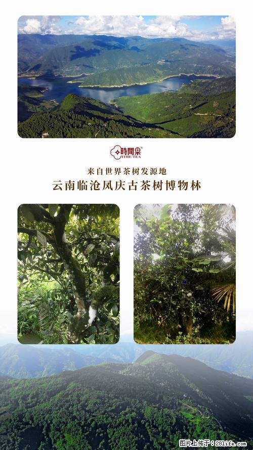 时间果百年古树2025年春红茶 - 购物交流 - 曲靖生活社区 - 曲靖28生活网 qj.28life.com