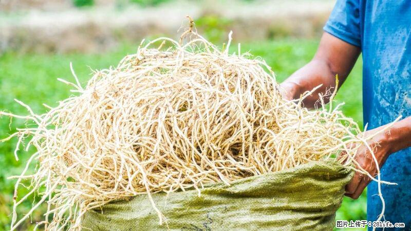 堪称“最难吃”的蔬菜，却是 “抗辐射神器”，还能护肺、清热、止咳化痰！ - 曲靖生活资讯 - 曲靖28生活网 qj.28life.com