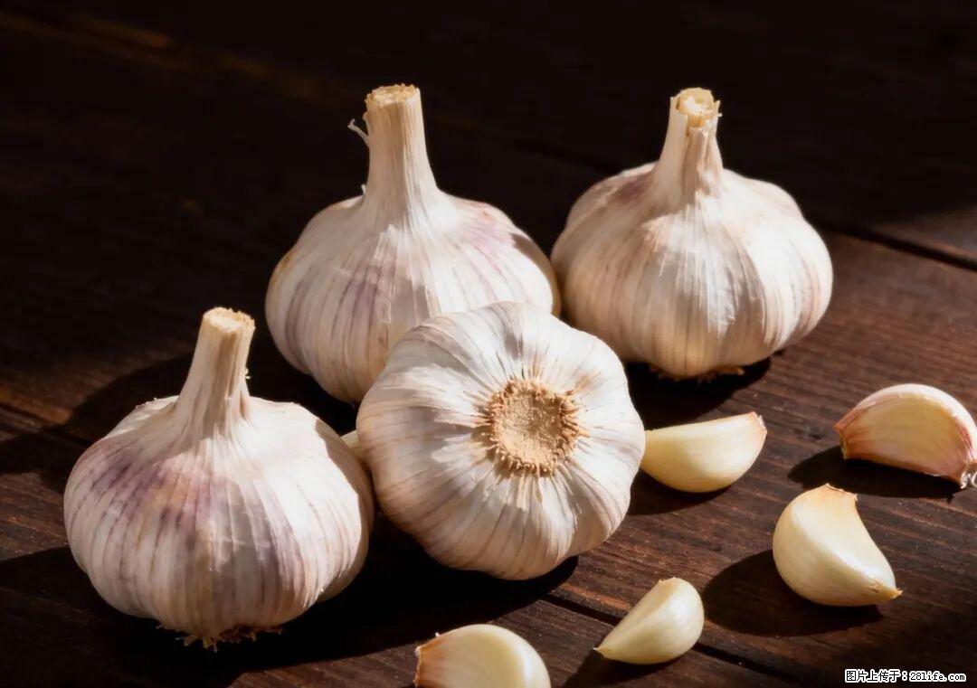 关于大蒜，除了“天然抗生素”，这4个谣言更该警惕! - 曲靖生活资讯 - 曲靖28生活网 qj.28life.com