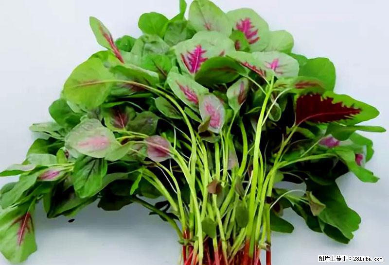 这些蔬菜是“天然钙片”，这6种被医生重点推荐 - 曲靖生活资讯 - 曲靖28生活网 qj.28life.com