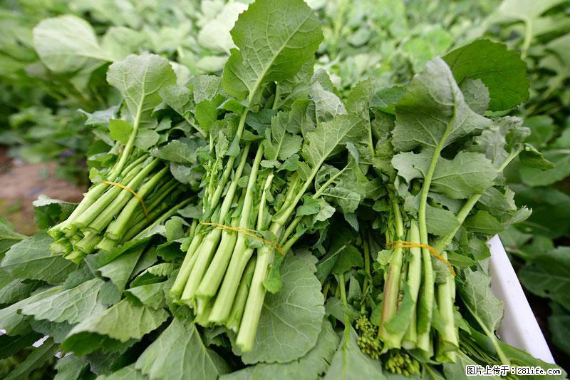 这些蔬菜是“天然钙片”，这6种被医生重点推荐 - 曲靖生活资讯 - 曲靖28生活网 qj.28life.com